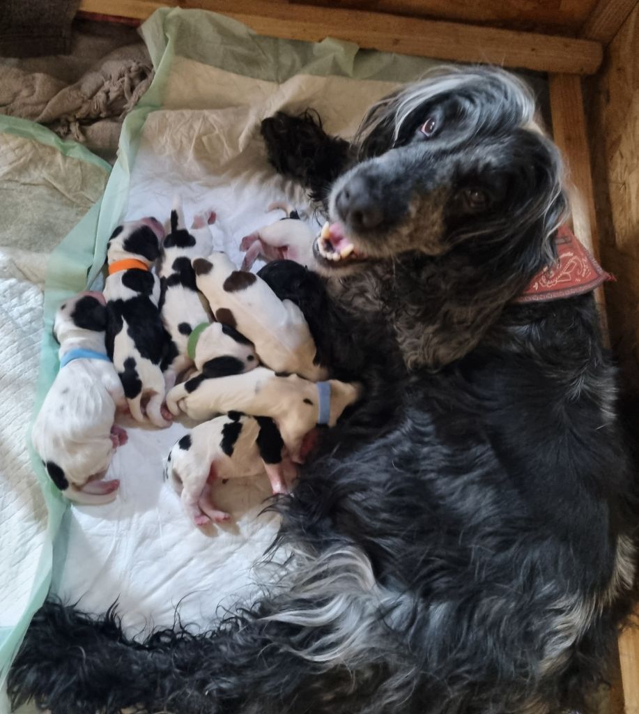 chiot Cocker Spaniel Anglais Aux Betises De July