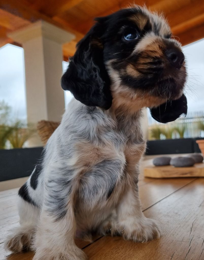 Aux Betises De July - Cocker Spaniel Anglais - Portée née le 28/07/2022