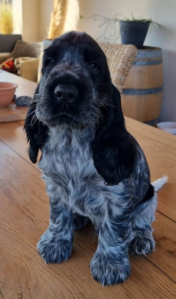 Aux Betises De July - Cocker Spaniel Anglais - Portée née le 20/03/2023